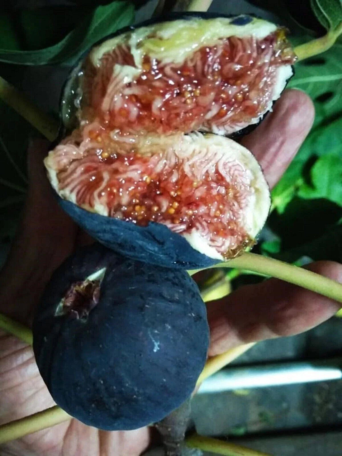 Black Madeira Fig Cutting - Ficus carica 'Black Madeira' Propagation Plant for Indoor & Outdoor Gardening