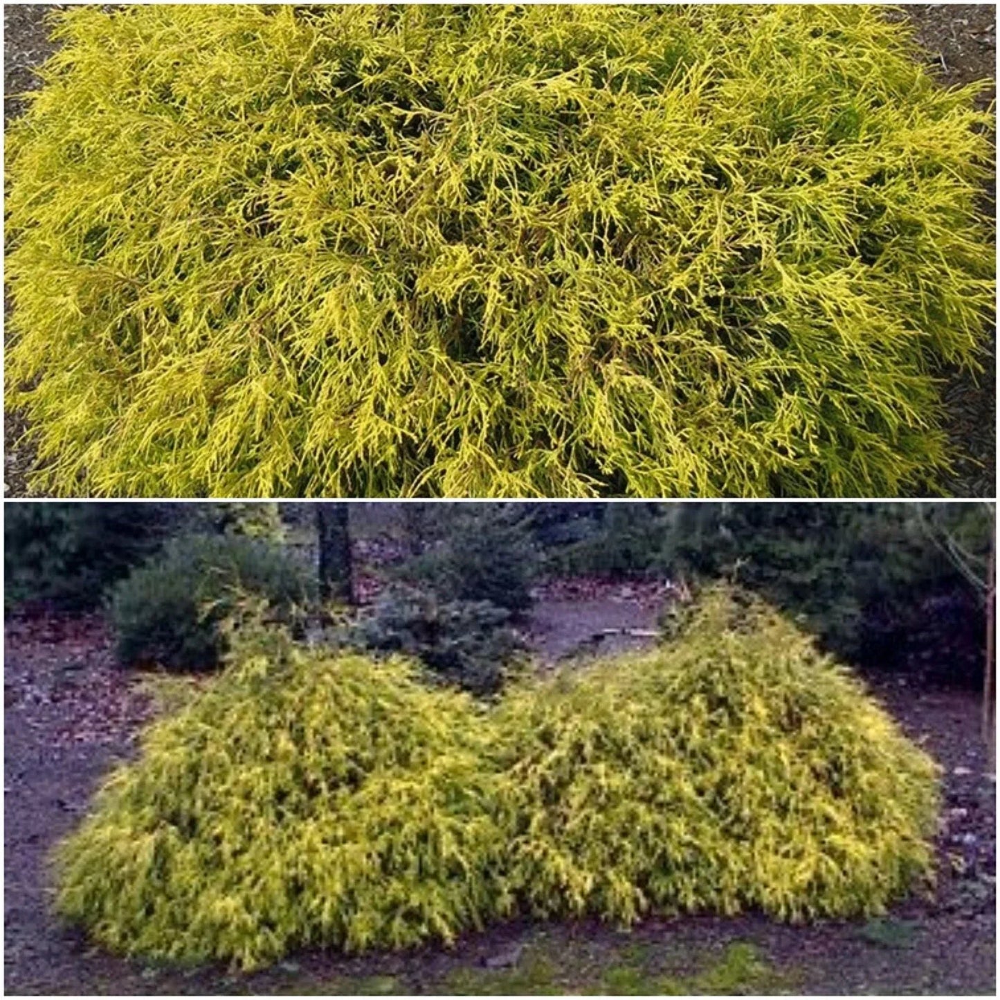 Golden Mop False Cypress Live Plant 6+ Inches | Chamaecyparis pisifera ‘Golden Mop’ Evergreen Shrub