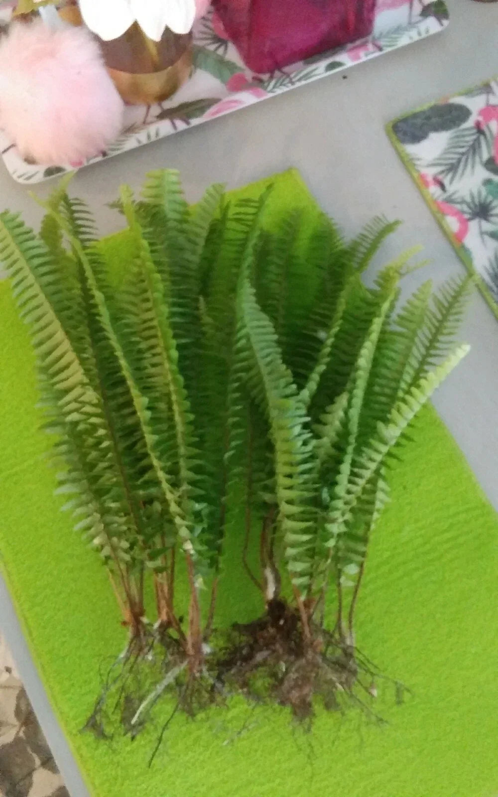 15 Rooted Live Boston Fern Plants, Tropical Evergreen, Nephrolepis exaltata, Indoor & Shade Garden