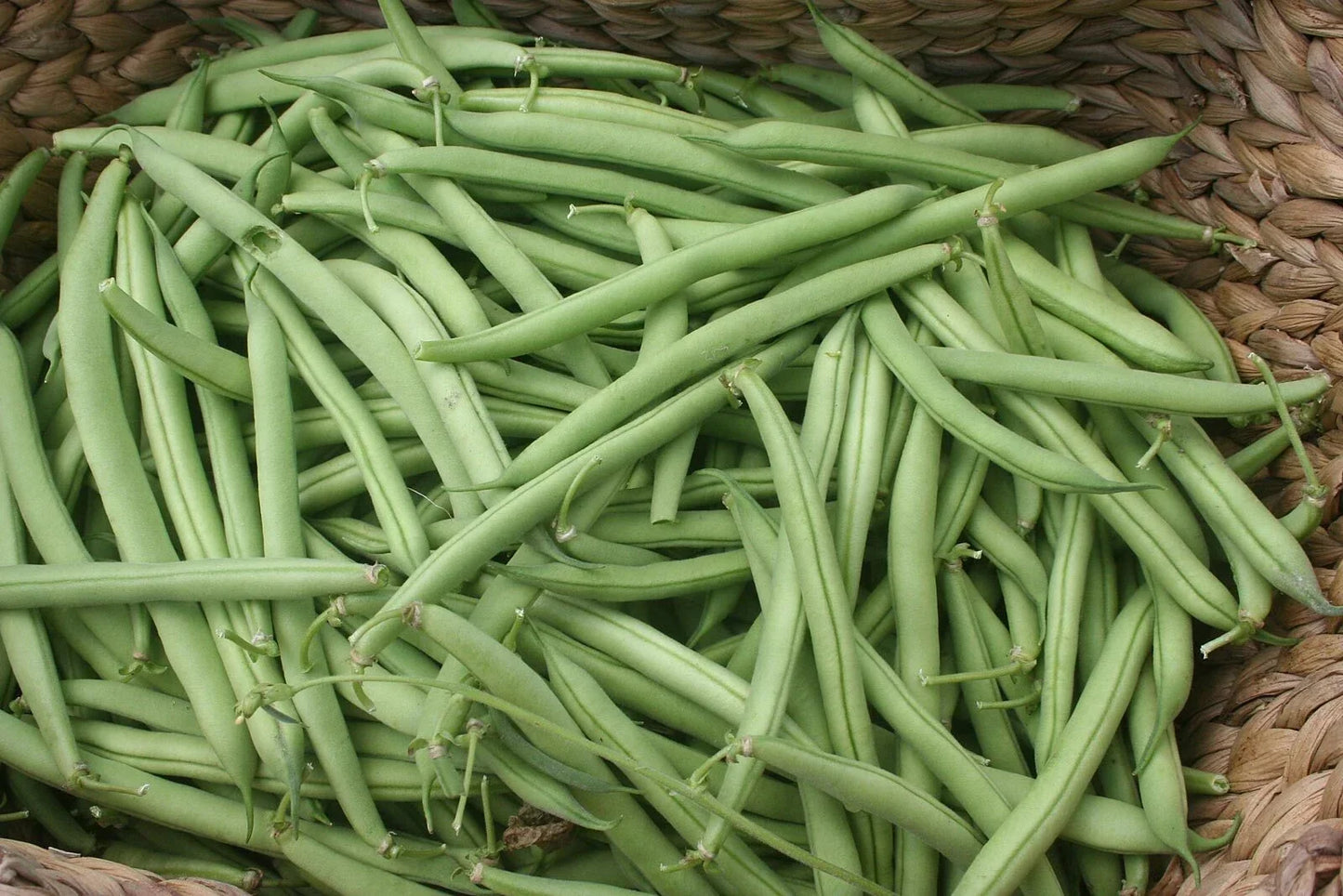Bush Green Bean Seeds - Provider Variety, Stringless, High Yield, NON-GMO, Vegetable Garden Seeds