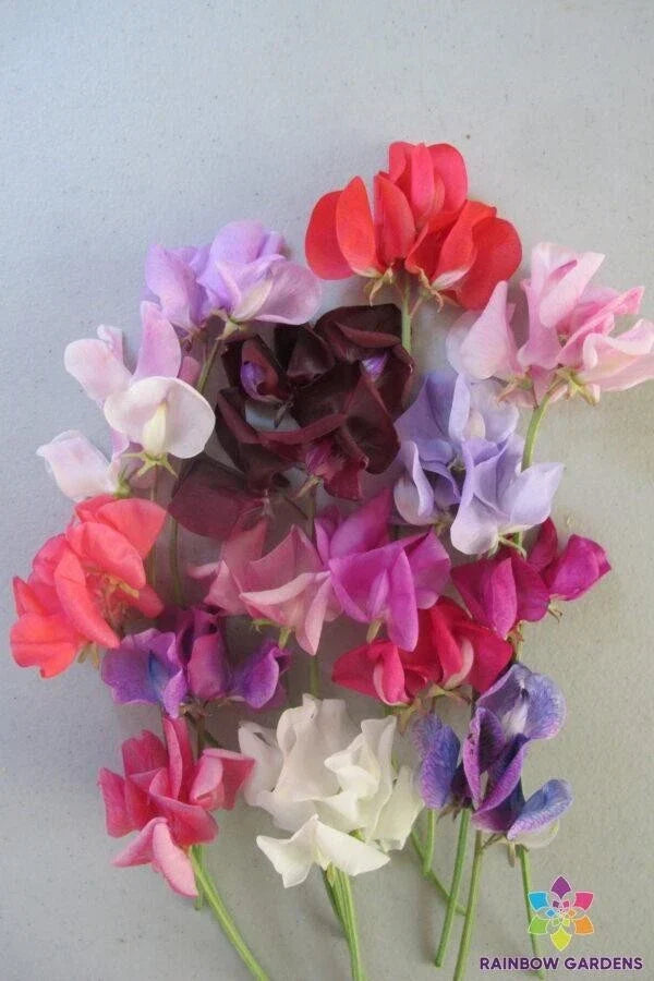 Carnival Parade Sweet Pea Seeds - 50+ Semi-Dwarf Lathyrus odoratus for Garden