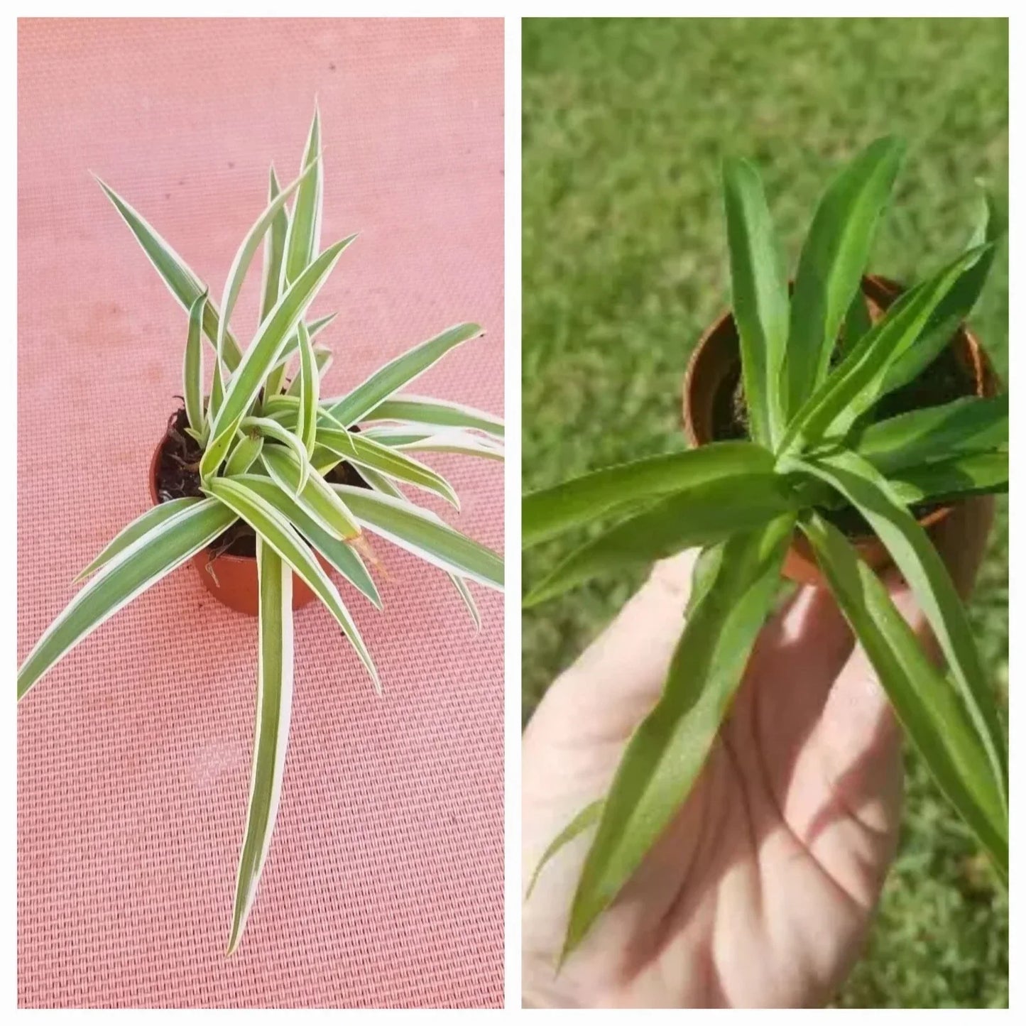 Set of 2 Spider Plants - Variegated & Solid Green Houseplants - Chlorophytum comosum Indoor Plants