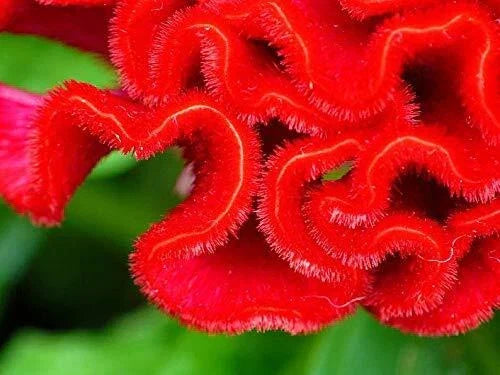 Cockscomb Seeds - 100 Count Celosia Flower Seeds - Vibrant Garden Variety - Made in USA