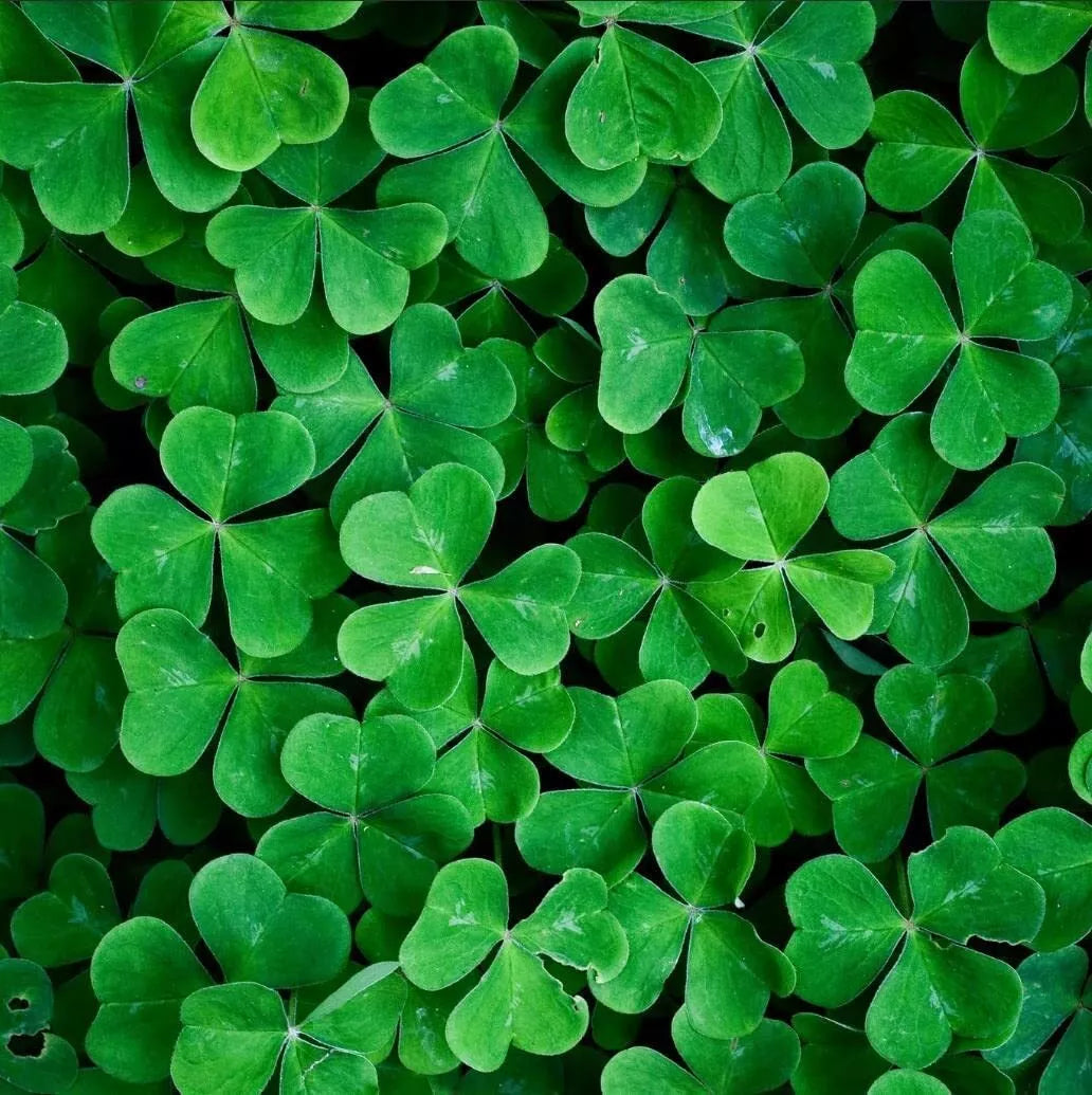 White Clover Seeds (1,000) - Trifolium repens Easy to Grow Lucky Grass
