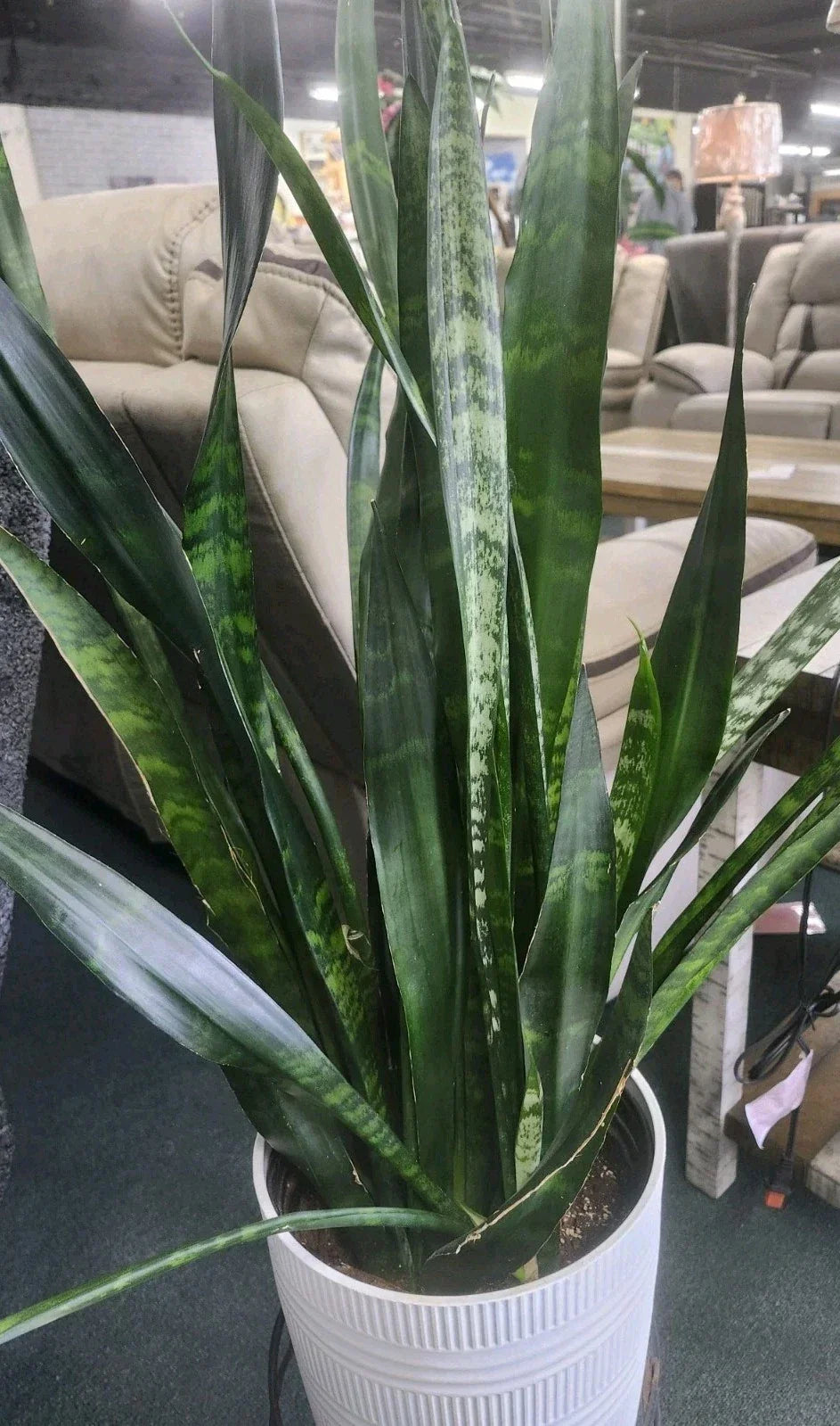 Sansevieria Snake Plant Leaf Cuttings - 4 Pack Indoor Air Purifying Succulents - Sansevieria trifasciata