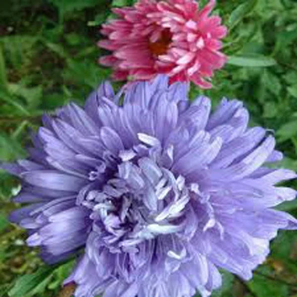 Aster Seeds - 25+ Giants of California - Bright Vivid Blooms - Aster spp. for Borders, Containers & Cut Flowers