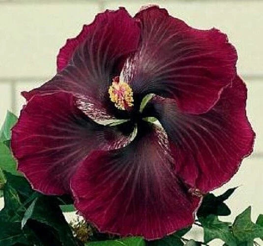 Dark Red Black Hibiscus Seeds – Perennial Flower Seeds – Hibiscus rosa-sinensis – 20 Seeds for Garden, Container, Landscape