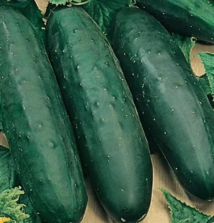 Marketmore 76 Cucumber Seeds, Organic Non-GMO Heirloom, 25+ Seeds, Cucumis sativus, Vining, Full Sun, Garden & Container Planting