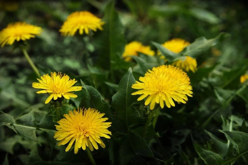 Dandelion Seeds 100 Pack Taraxacum Perennial Edible Medicinal Herb for Culinary and Garden Use