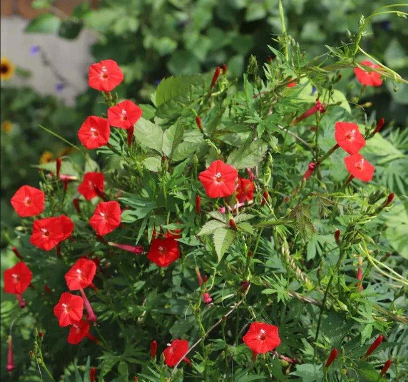 Cardinal Climber Morning Glory Seeds, Red Blooms, Vine, Ipomoea quamoclit, 50 Seeds