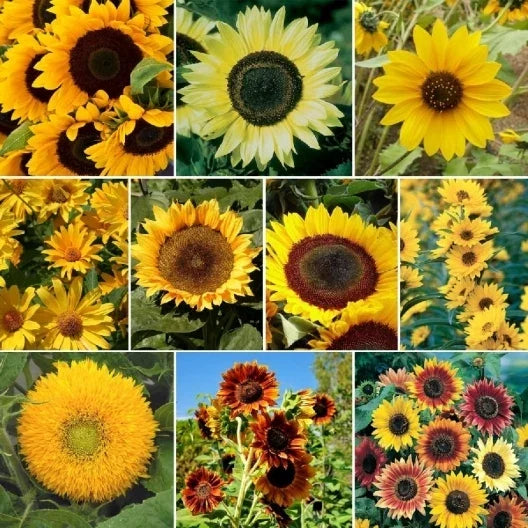 Sunflower Mix Seed Packet – 7 Species Bright Yellow Blooms – Helianthus annuus – Garden & Floral Arrangement Seeds