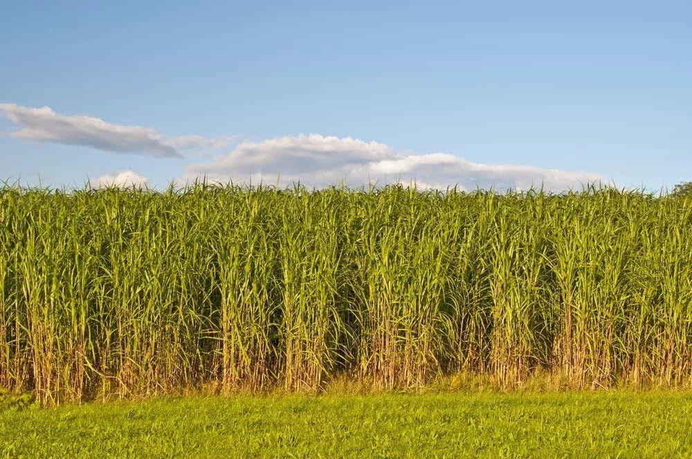 Switchgrass Seeds - 1,000 Count - Panicum virgatum Fast Growing Prairie Grass