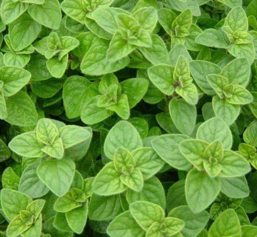 Italian Oregano Seeds - 2000+ Culinary Herb Seeds for Garden, Non-GMO, Origanum vulgare, Aromatic Spice