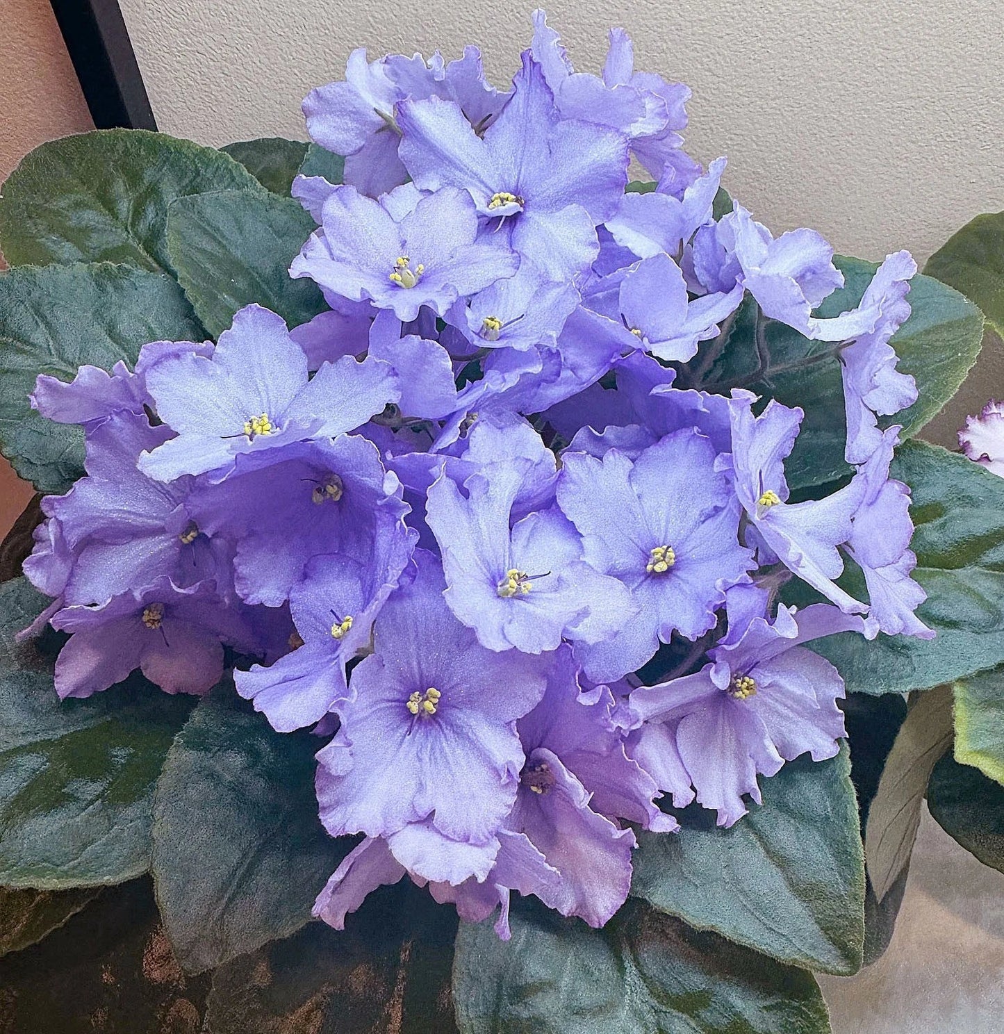 African Violet Leaf Cutting - Blue Dragon Variety - Double Blue Flowers - Saintpaulia ionantha
