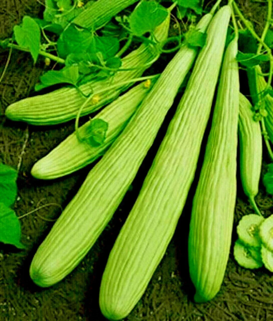 Organic Armenian Cucumber 'The Duke' Seeds - Long Vining Cucumis melo for Tzatziki Sauce