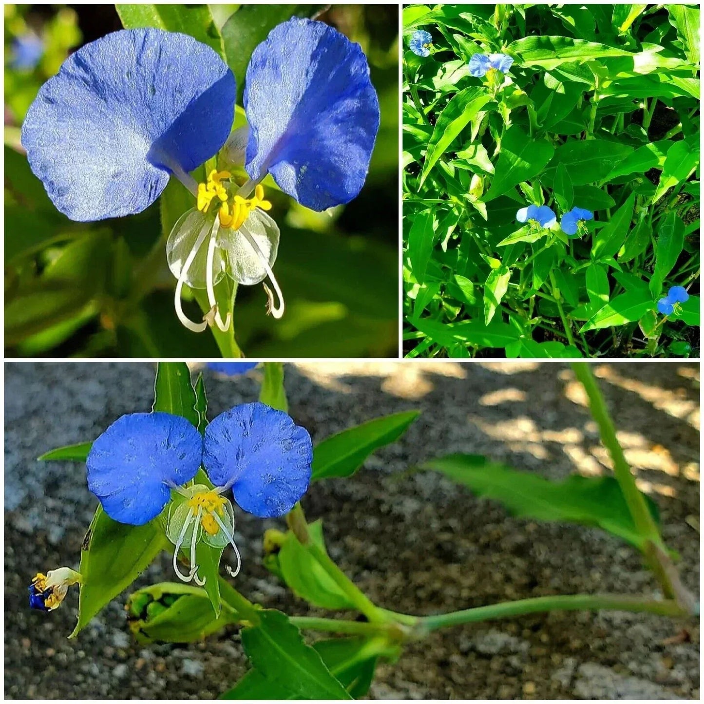 Spiderwort Day Lily Plants - Fresh Cuttings Wandering Jew Blue Tradescantia zebrina Easy Care Indoor Outdoor