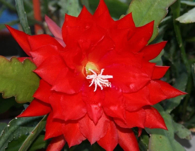 Epiphyllum Cutting - "Lothario" Orchid Cactus - Don's Propagation Variety - Epiphyllum anguliger Houseplant