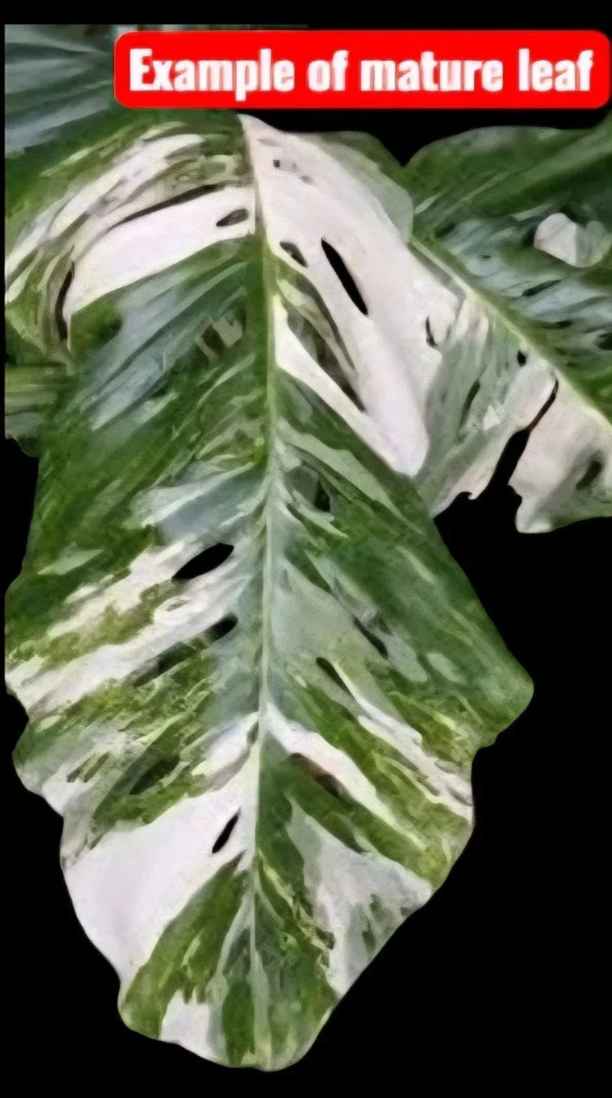 Monstera Lechleriana Albo Rooted Plant in 4" Pot - Variegated Houseplant, Tropical Indoor Plant, Monstera adansonii var. Lechleriana