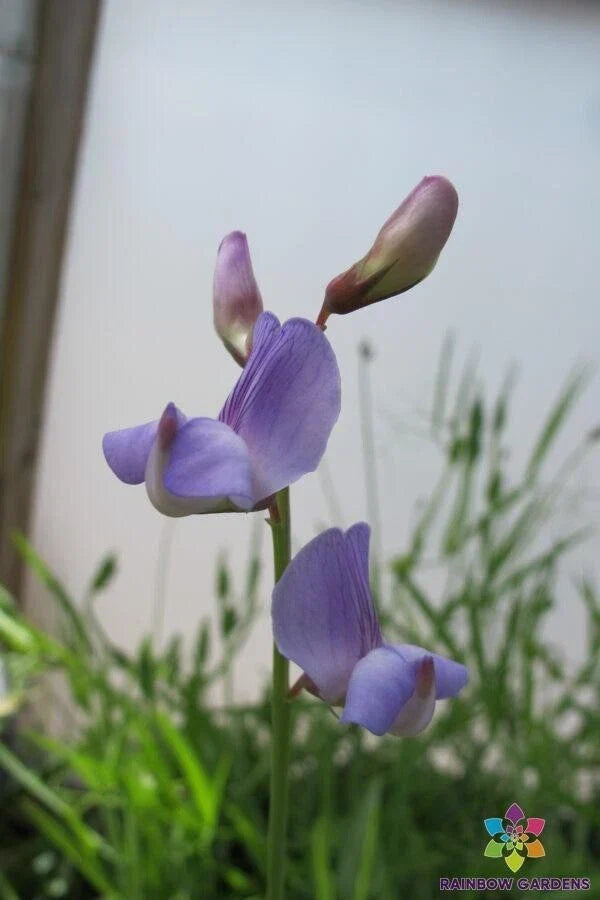 50+ Lathyrus paranensis Annual Sweet Pea Seeds - Heirloom Non-GMO Garden Seeds USA