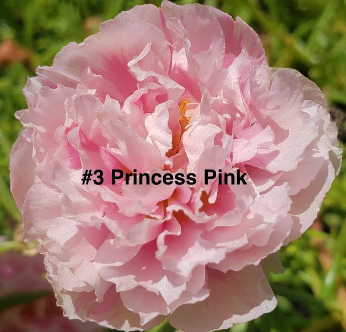 Moss Rose Cuttings - 10 Unrooted Princess Pink Portulaca Grandiflora Garden Plant for Containers & Ground Cover
