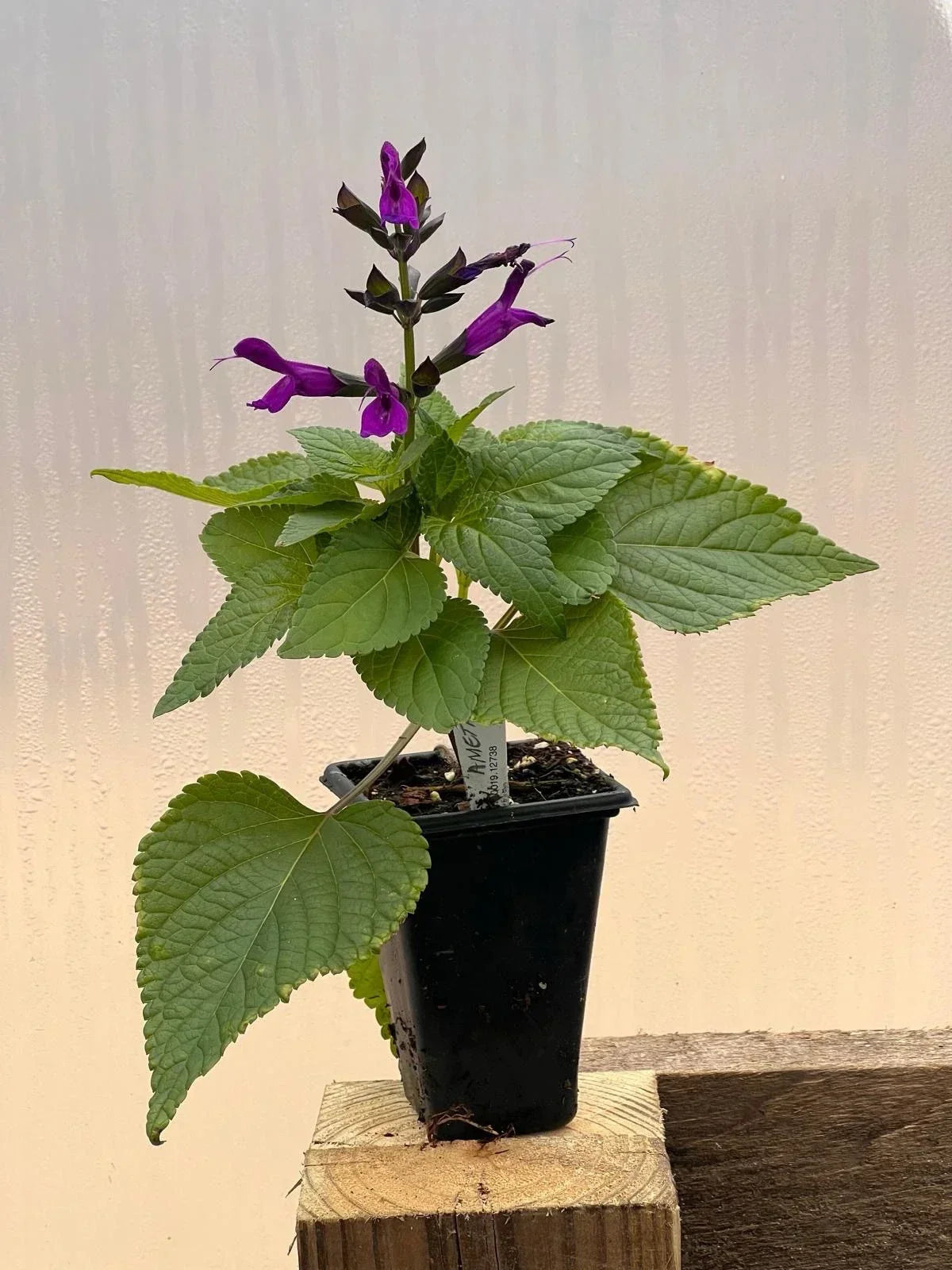 Salvia Amethyst Live Plant 2” Pot - Purple Flowers Meadow Sage Perennial