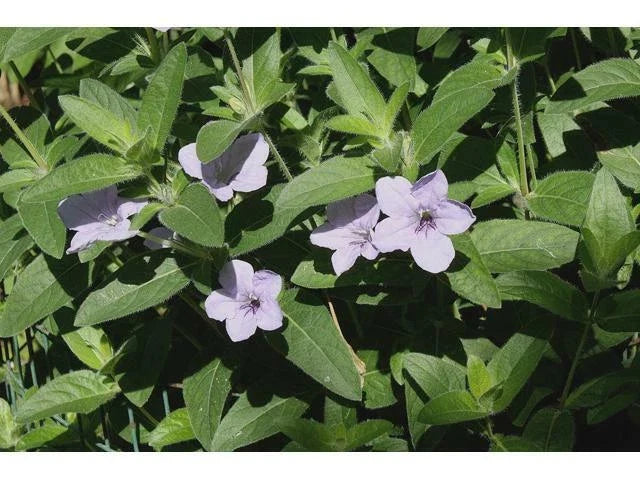 Ruellia humilis Hairy Wild Petunia Roots, Native Perennial Ground Cover, Drought-Tolerant, Butterfly Attracting, Bare Root