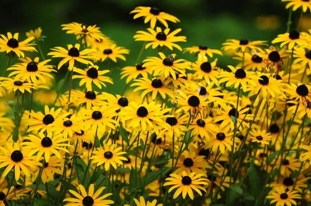 Black Eyed Susan Flower Seeds - 500+ Count - Perennial Rudbeckia hirta - Made in USA