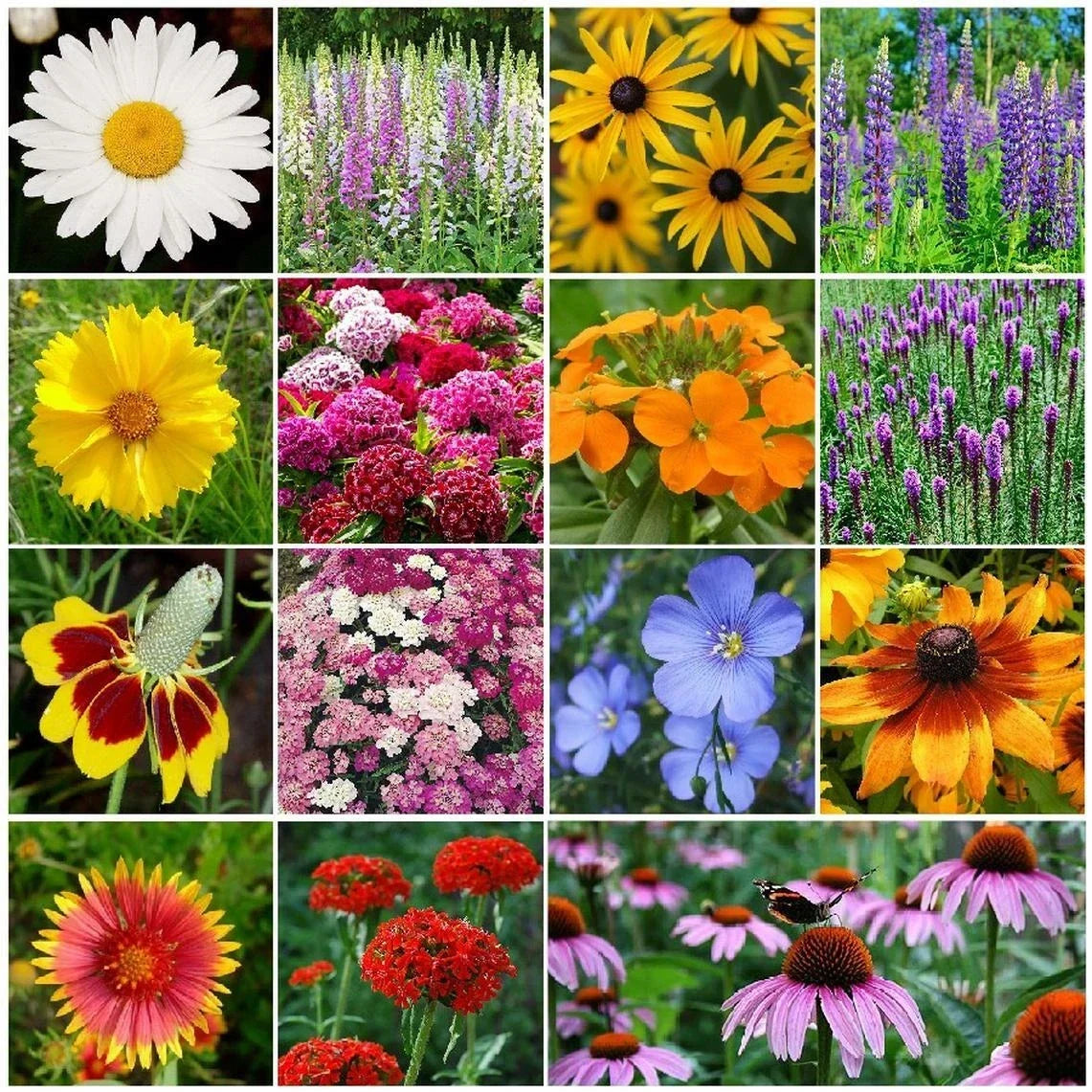 Perennial Wildflower Seed Mix 1 LB - 15 Native Species, Easy to Grow, Pollinator Friendly, Drought Tolerant, Zones 3-9