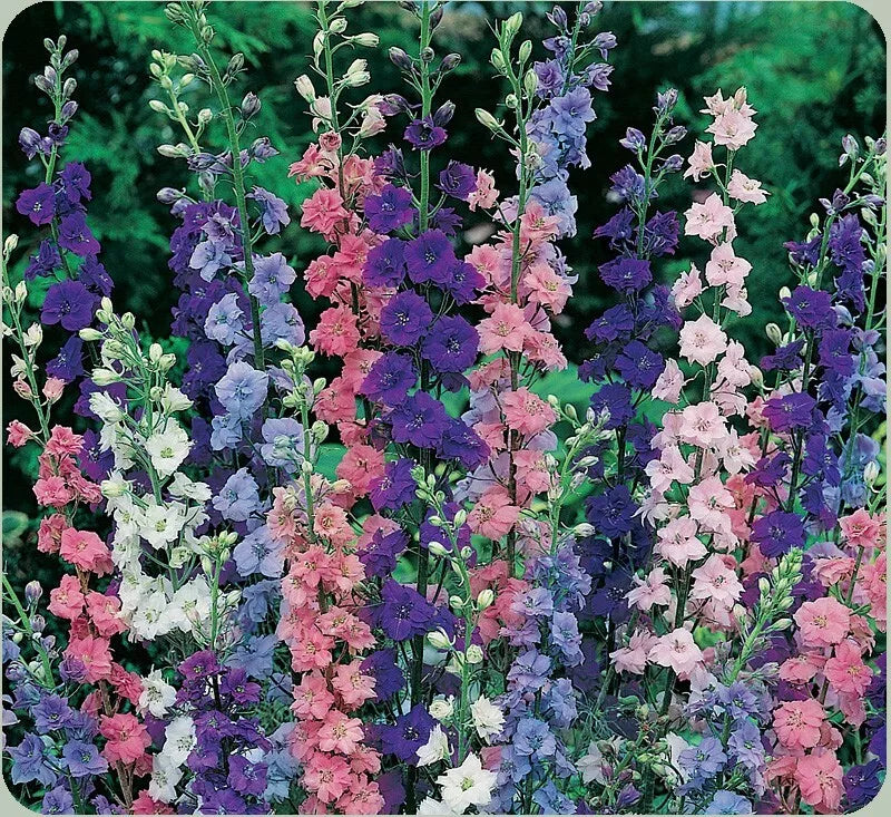 Rocket Larkspur Seeds 200+ Annual Delphinium Ajacis for Hummingbirds, Easy to Grow, Vibrant Colors, Pollinator Attractant