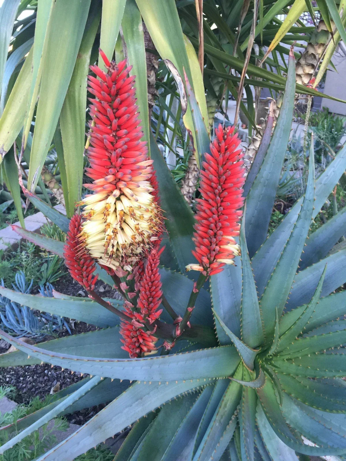 Aloe Vera 'Tangerine' Raw Cuttings – Succulent Plant for Propagation, Indoor & Outdoor, Drought-Tolerant, Easy Care