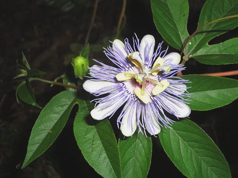 Purple Passion Flower Seeds, Passiflora caerulea, Climbing Vine, Tropical Blooms, Garden, Outdoor, Pollinator Attractant