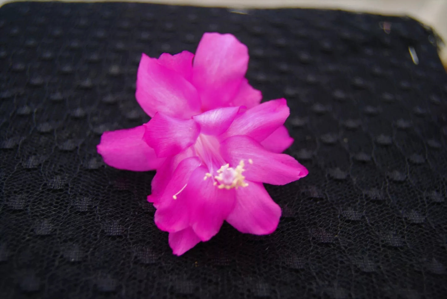 Christmas Cactus Starter Plant - Small Healthy Schlumbergera Truncata Barcellona Variety - Well Rooted for Easy Growth