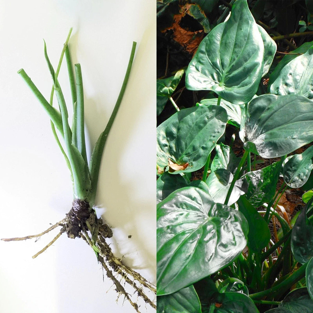 Live 7-Inch Alocasia Cucullata Chinese Dwarf Elephant Ear Bare Plant, Tropical Indoor Plant, Heart-Shaped Foliage