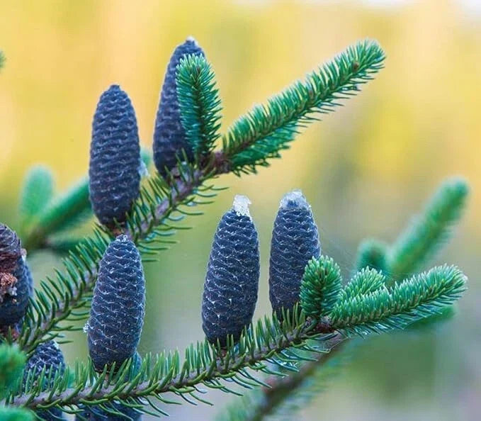 Balsam Fir Tree Seedlings - 12-24 Inches Tall - Abies balsamea for Planting & Landscaping