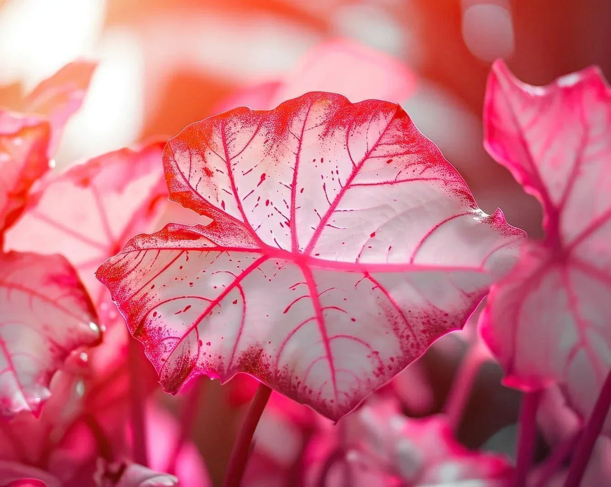 Caladium Bulbs 6-Pack - Sweetheart Variety - Perennial Elephant Ears - Caladium bicolor