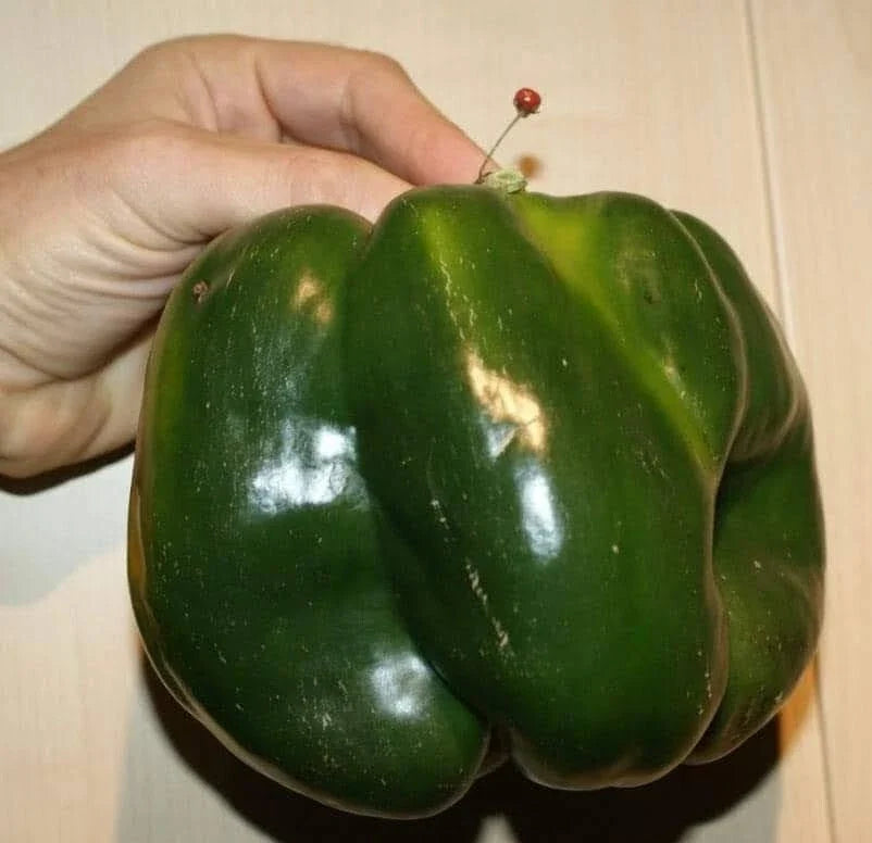 Organic Heirloom Emerald Giant Bell Pepper Seeds – Non-GMO, Sweet, Green, Capsicum annuum, Gardening Seeds, 30+ Pack