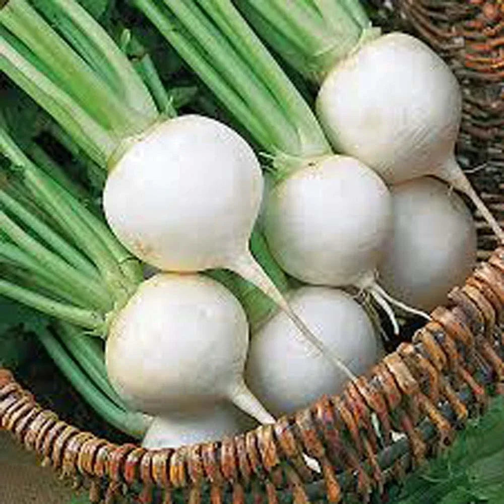 Turnip Seeds 1000 Count Heirloom White Egg Brassica rapa Non-GMO Vegetable Seeds for Gardening