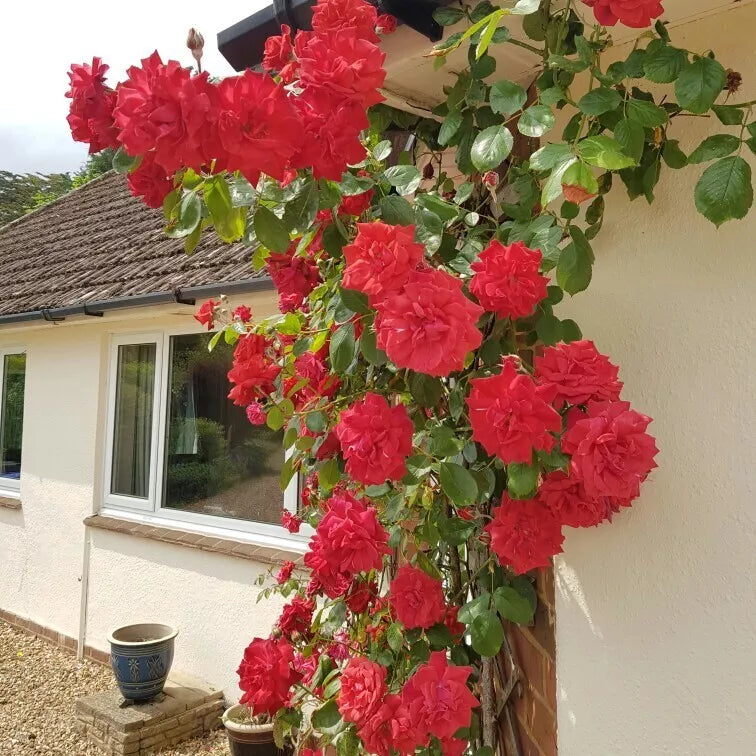 Prince's Trust Rose Cuttings - 4 Live Climbing Rose Plant, English Legend Rosa 'English Legend'