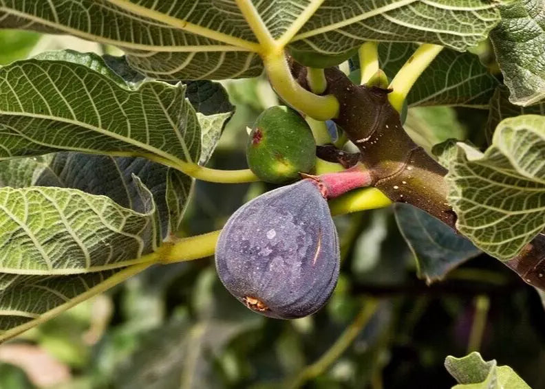 Black Madeira Fig Cuttings - 2 Premium Cuttings with Willow Water for Rooting - Ficus carica