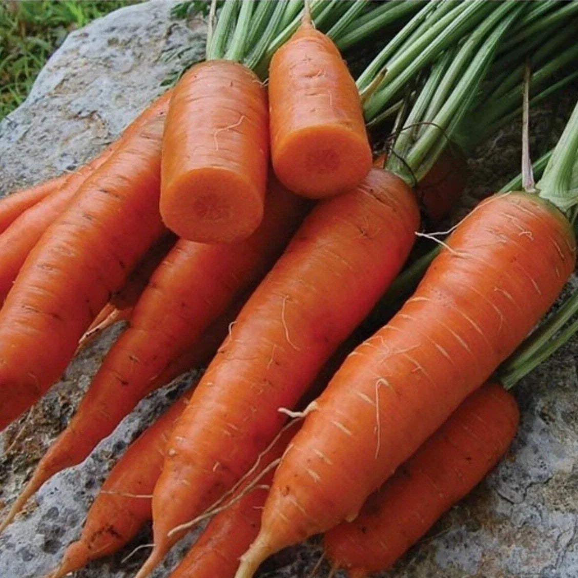 Chantenay Red Core Carrot Seeds - Heirloom, Non-GMO, Vitamin A Rich, Daucus carota, Garden Seeds