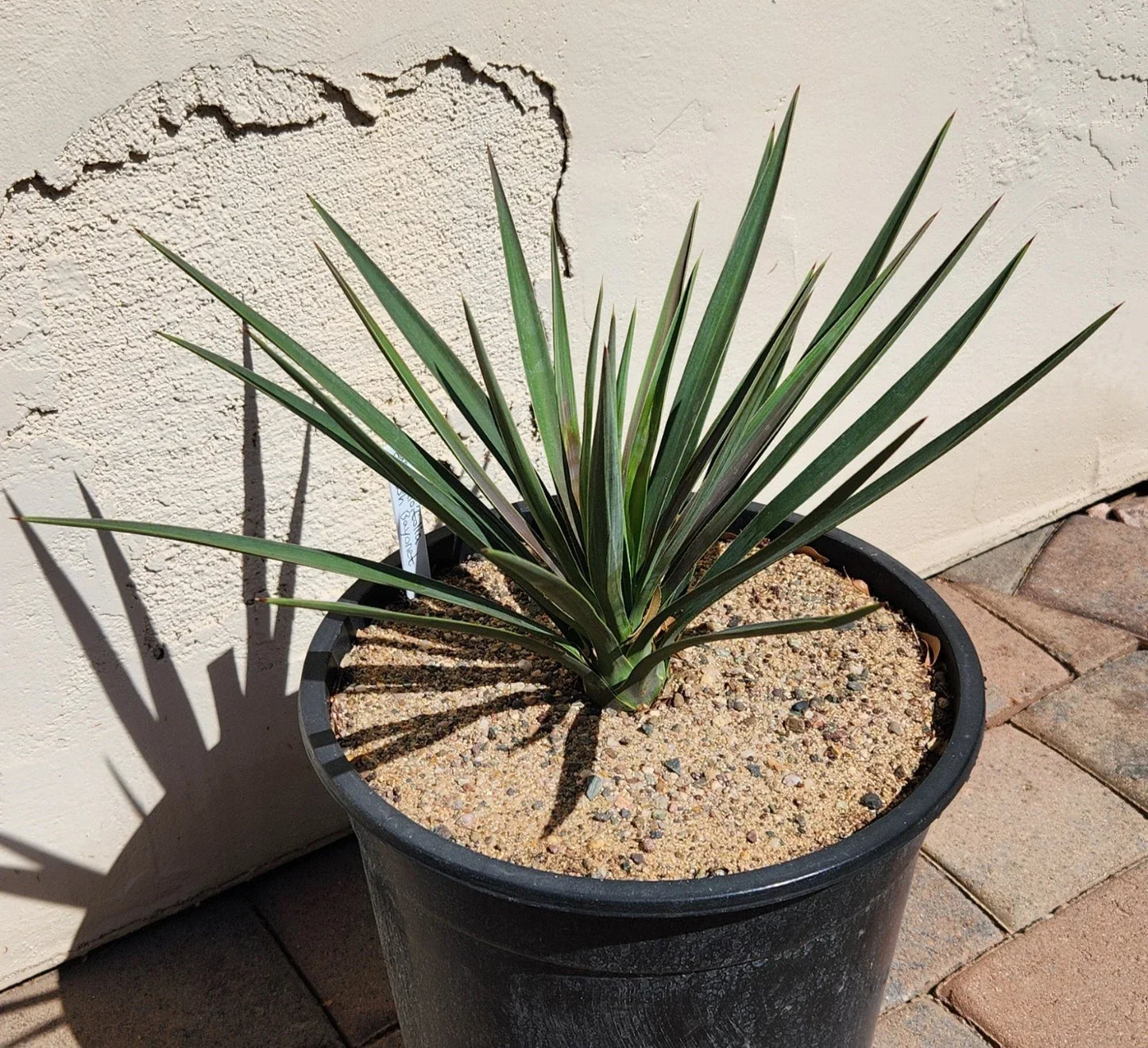 Yucca Aloifolia Live Rooted Plant - Spanish Bayonet for Gardens & Landscapes in Houston