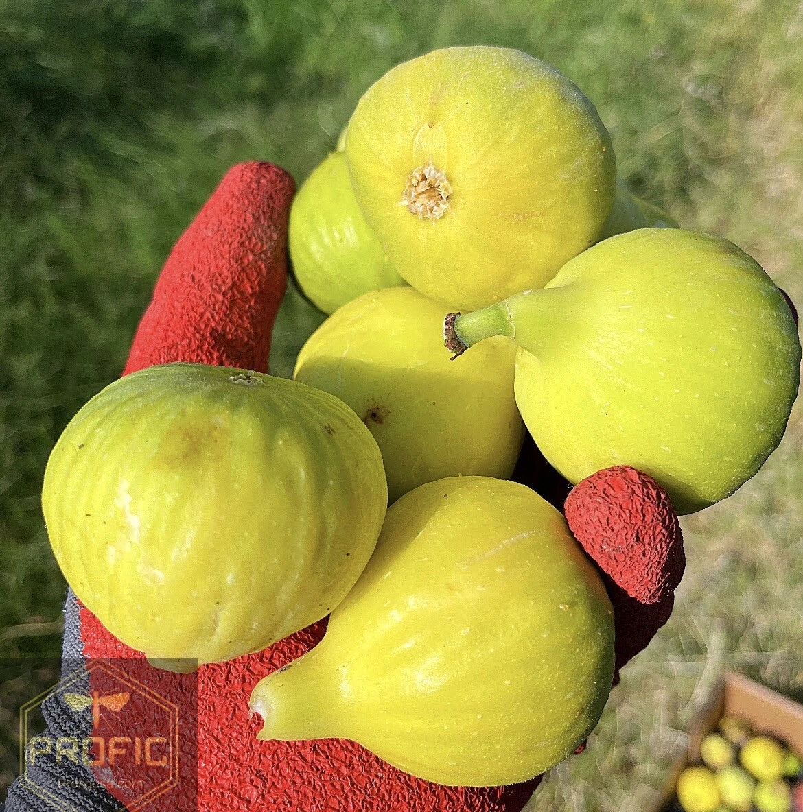 Fig Tree Plant - Yellow Long Neck Variety - Ficus carica - Drought-Tolerant, Self-Pollinating, Perfect for Gardens & Containers
