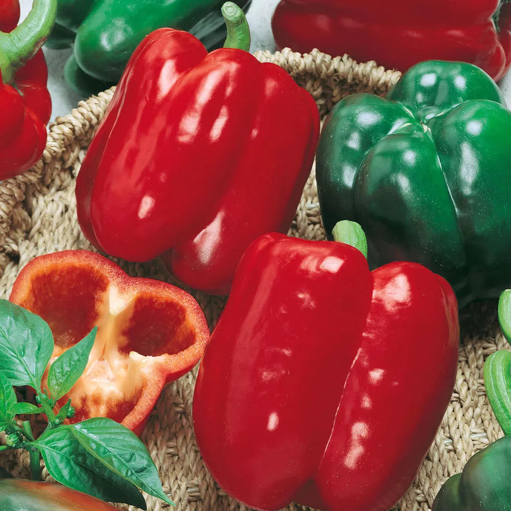 California Wonder Bell Pepper Seeds - Heirloom, NON-GMO, Capsicum annuum, Sweet Bell Pepper Seeds for Gardening