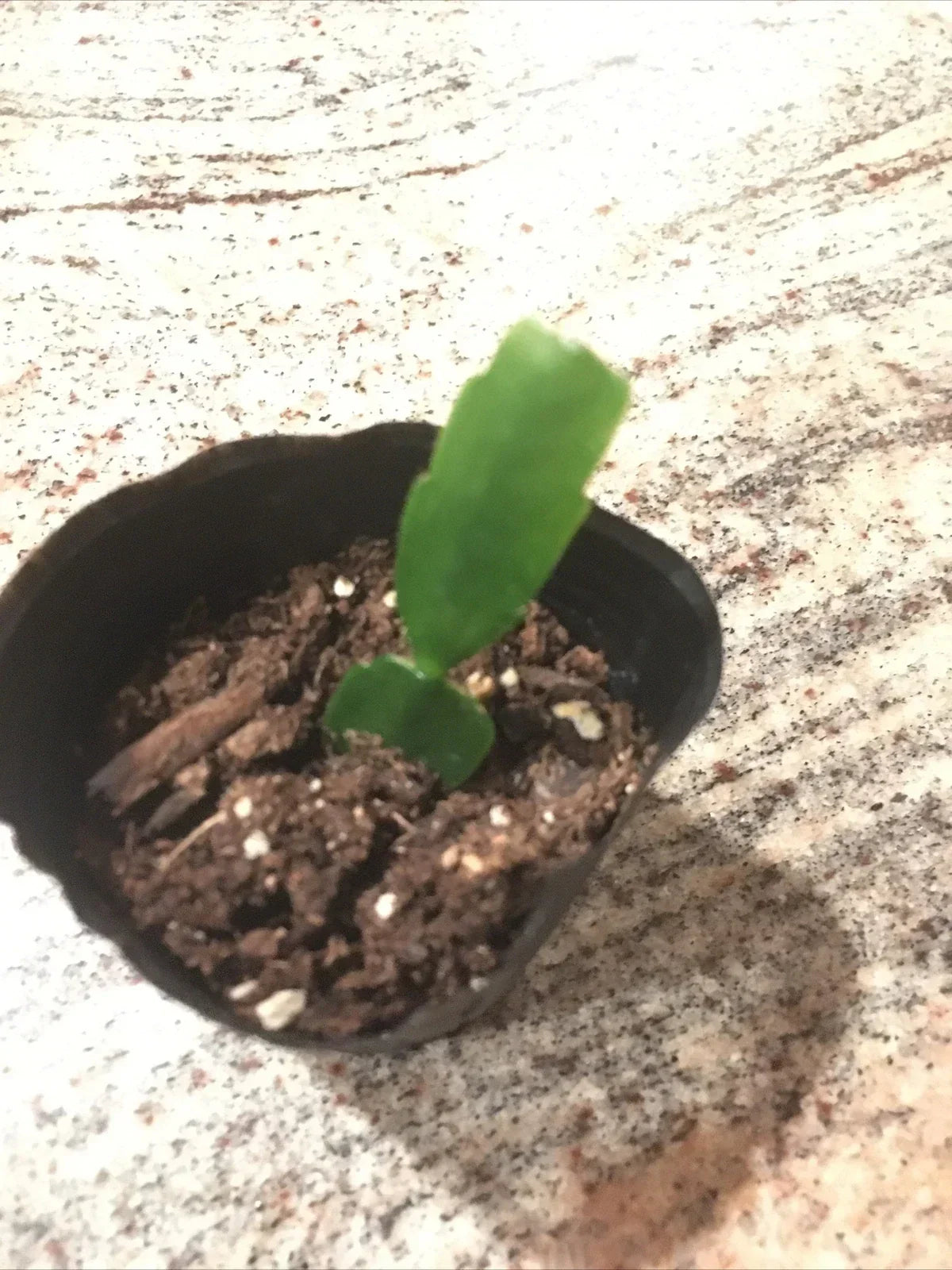 Christmas Cactus Plant - Fuchsia Color - Well Rooted Schlumbergera