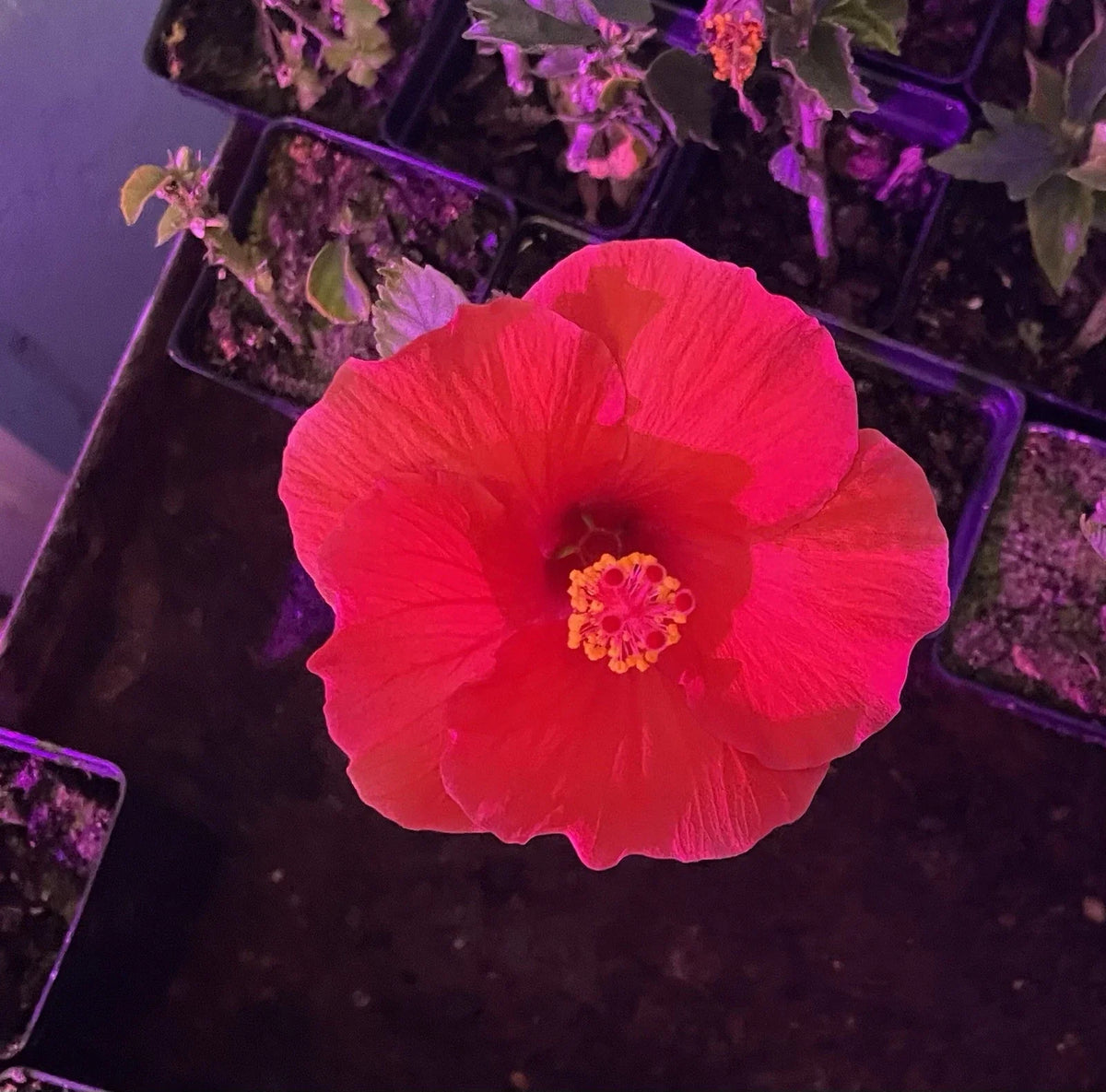 Red Hibiscus Rooted Cuttings - 2 Live Plants, 5 Inch Tall, Hibiscus rosa-sinensis, Tropical Flower, Easy Care, Free Shipping