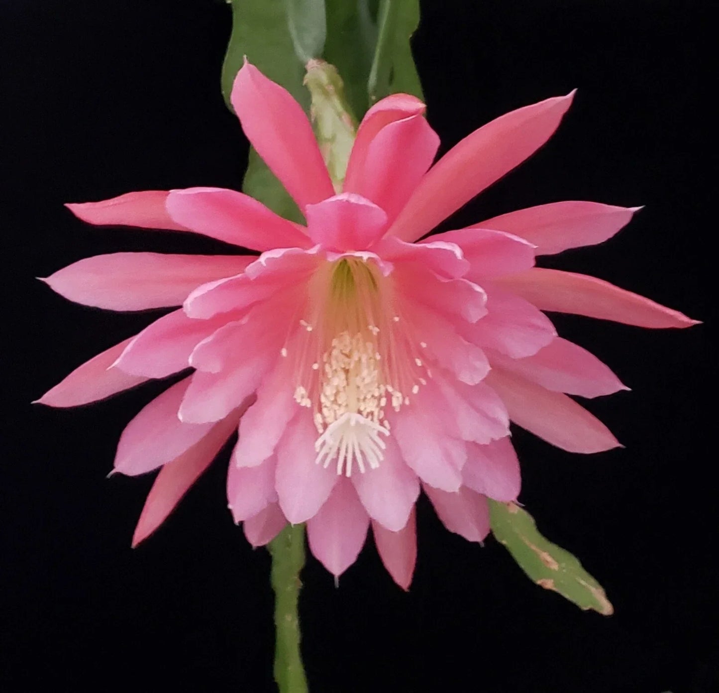 Epiphyllum 'Gypsy Lullaby' Unrooted Cutting - Rare Multi-Petal Orchid Cactus - Unique Houseplant - Epiphyllum hybrid