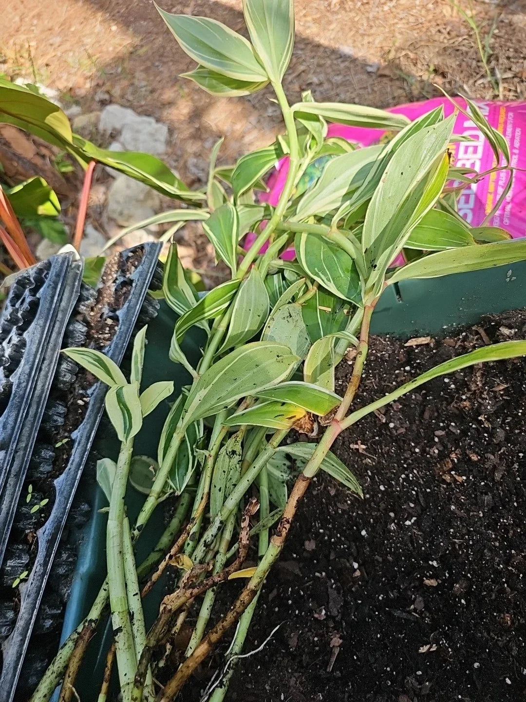 Spiral Flag Ginger Plant 20" Variegated Costus speciosus Live Potted Tropical Indoor Outdoor