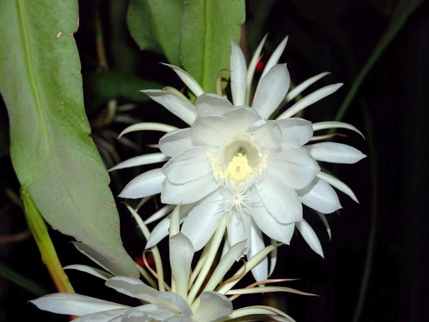 Epiphyllum Oxypetalum Live Plant | Queen of the Night Orchid Cactus | Rare Night-Blooming Succulent | Indoor or Outdoor