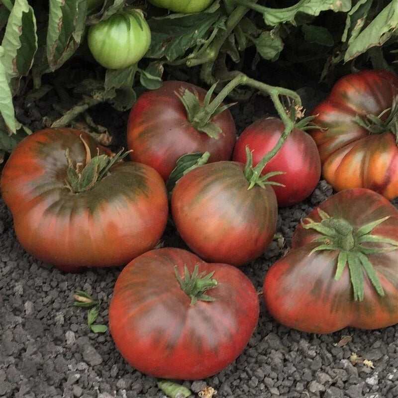 Black Brandywine Tomato Seeds 50 Ct Heirloom Non-GMO Vegetable Seeds Lycopersicon lycopersicum