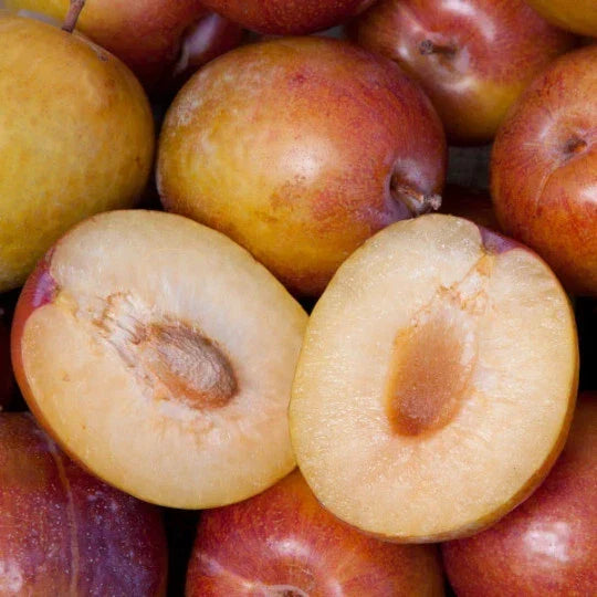 Grenade Pluot Scions - Fruit Tree Grafting Cuttings - Prunus domestica x Prunus salicina - Juicy, Dark Red Fruit